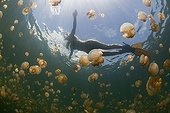 Skin Diving with harmless Jellyfishes Jellyfish Lake Palau