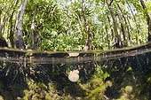 Mastigias Jellyfishes in mangrove Jellyfish lake Palau