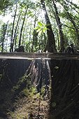 Splitimage of Mangrove Jellyfish lake Palau