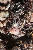 Anemone sit on Clams Jellyfish Lake Palau Micronesia ; the main predator of jellyfish in Jellyfish Lake