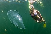 Moon Jellyfish and Skin Diver Palau Micronesia