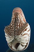 Chambered Nautilus Palau Micronesia