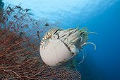 Chambered Nautilus Palau Micronesia