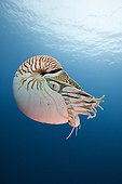 Chambered Nautilus Palau Micronesia