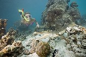 Skin Diver meets Saltwater Crocodile Palau Micronesia