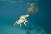 Skin Diver meets Saltwater Crocodile Palau Micronesia