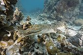 Saltwater Crocodile on Coral Reef Palau Micronesia