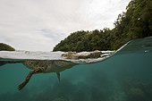 Saltwater Crocodile Palau Micronesia