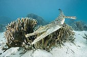 Saltwater Crocodile on Coral Reef Palau Micronesia