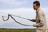 Man catching Black and white lipped Cobra Cameroun ; Character : Karim Daoues