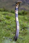Black and white cobra standing in grass Cameroon