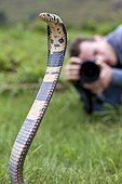 Black and white cobra in grass and photographer Cameroon ; Character : Karim Daoues