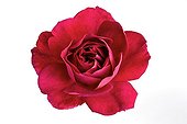 Red rose on white background