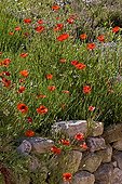 Coquelicots en fleur sur vieux mur de pierre Provence France