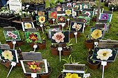 Horticol flowers Flowers show of St Priest France
