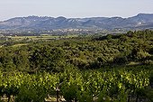 Landscape of  Comtat Venaissin and Dentelles de Montmirail