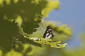 Southern White Admiral on Oak leaves Ardèche France