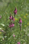 Sainfoin flowers Franche-Comté France
