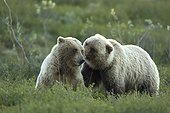 Moment de tendresse entre Grizzly Parc National de Denali