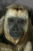 Portrait of Black-howler monkey female  Brazil
