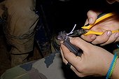 Woman tagging forest bat of French Guiana