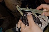 Woman measuring wing of forest bat of French Guiana