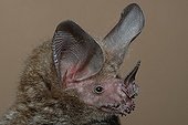 Portrait of Fringe-lipped Bat Guiana