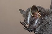 Portrait of Tent-Maiking Bat Guiana