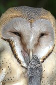 Barn owl with a Shrew in the beak