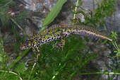 Marbled Newt