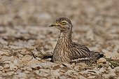 Eurasian Thick-knee on its nest