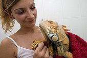 Owner drying her Red Iguana after the bath ; This mutation of Green Iguana is of red or rust color. From an original individual appeared spontaneously in a breeding of El Salvador, the coloring quickly appeared as being a dominant gene which can be easily multiplied.