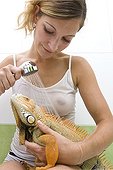 Owner bathing her Red Iguana ; This mutation of Green Iguana is of red or rust color. From an original individual appeared spontaneously in a breeding of El Salvador, the coloring quickly appeared as being a dominant gene which can be easily multiplied.