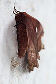Punter of Moth Island of Nosy Be in Madagascar