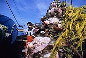 Trawler net bursting with fish arriving at port USA