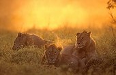 Young Lions lying in twilight Masai Mara Kenya