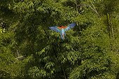 Scarlet Macaw flying above the tropical forest Manu NP Peru
