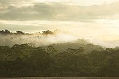 Fog on the virgin forest of Manu National Park Peru