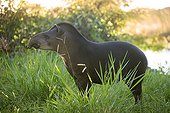 South American Tapir watching Manu National Park Peru
