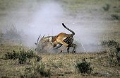 Cheetah catching an Impala Masai Mara Reserve Kenya