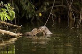 Female Giant Otter and its young Manu National Park