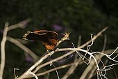 Hoatzin landing on a branch Manu National Park Peru