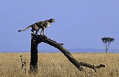 Cheetah on a trunk of dead tree Masai Mara Kenya
