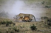 Cheetah catching an Impala Masai Mara Reserve Kenya