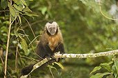 Capuchin Monkey sat on a branch Manu National Park