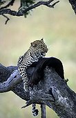 Leopard eating a prey on a branch Masai Mara Kenya