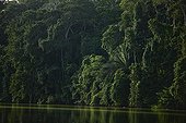 Virgin forest on the Madre de Dios River banks Peru