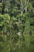 Virgin forest on the Madre de Dios River banks Peru