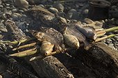 Fishes cooking on a fire on Madre de Dios River bank Peru