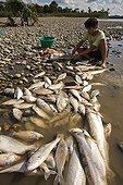 Fisherman hollowing out fishes on Madre de Dios bank Peru